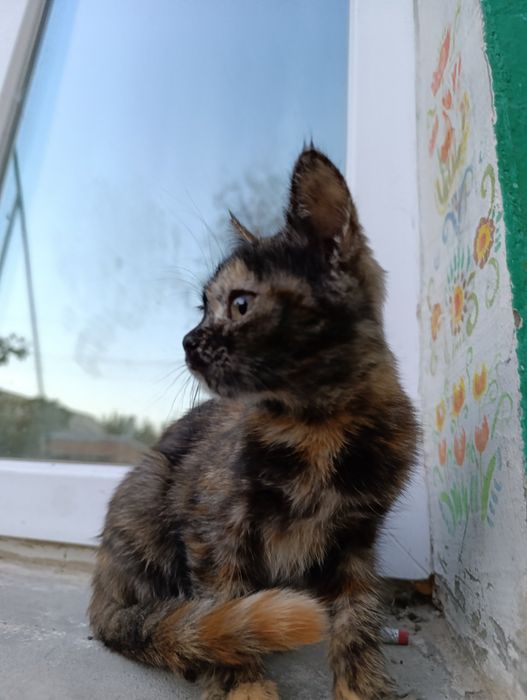 Продам четверо маленьких та миленький котят