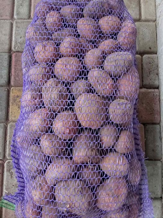 Продам картоплю 8 грн.