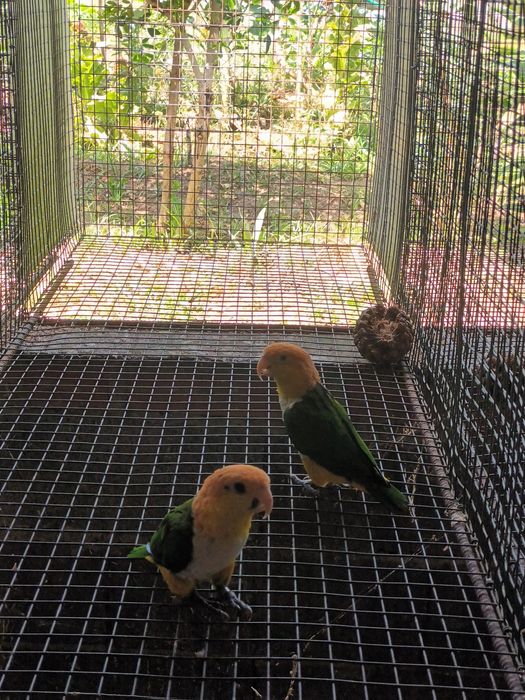 Marianinhas cabeca canela adulta macho