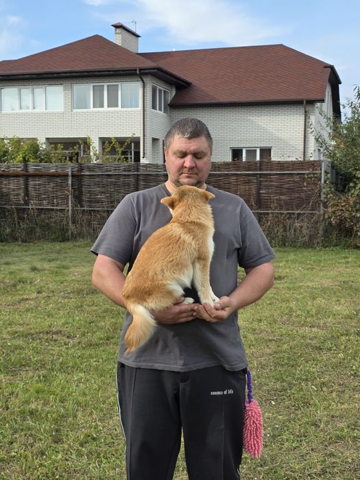 Шиба/Сіба іну,КСУ-FCI! Київ,або відправлю.Є "Оплата частинами