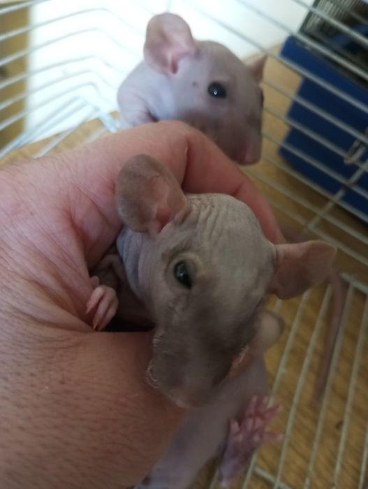 КрысьиДетки#ИщутЛюдейДляЛюбви#СфинксыСимбиоты#