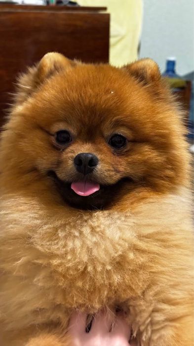 Данте шукає самочку.