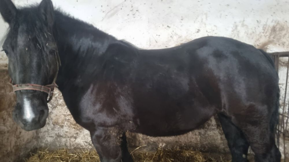 Sprzedam klacz zaźrebiona