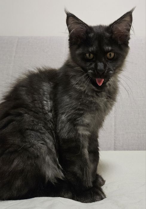 Kocurek Maine Coon "HUGO"