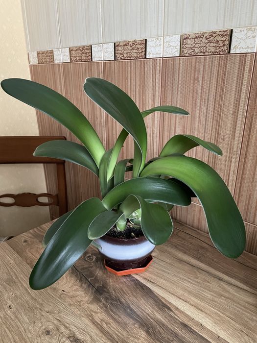 Квітка гемантус цветок гемантус