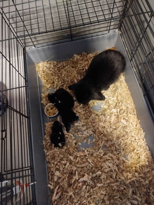 Conjunto de coelhos mini lop
