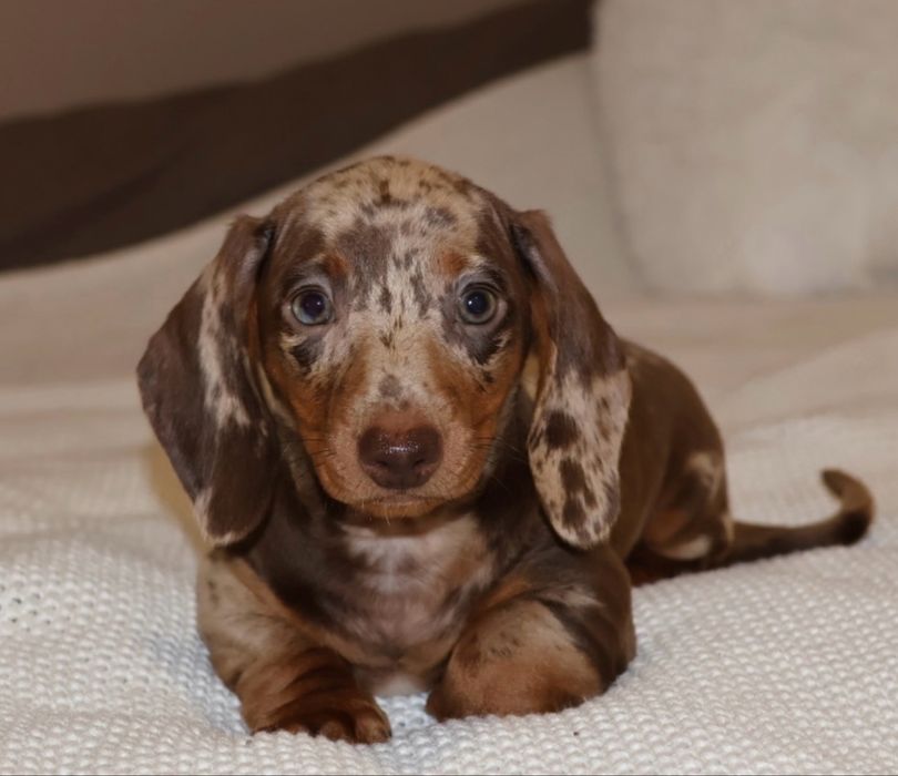 Jamnik Choco Merle Piesek