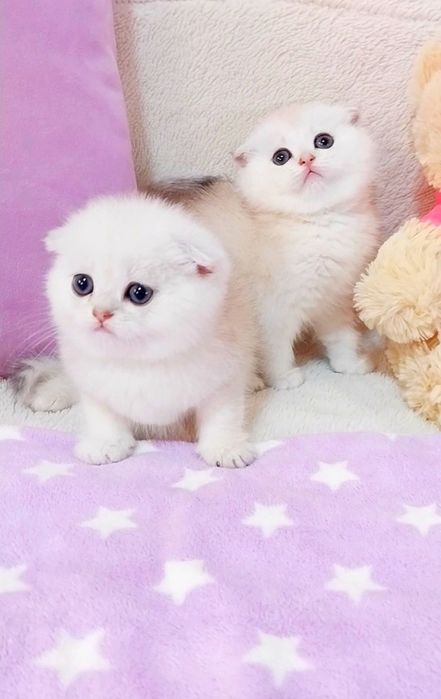 Чудо хлопчики Кошенятка біленькі ведмежатка