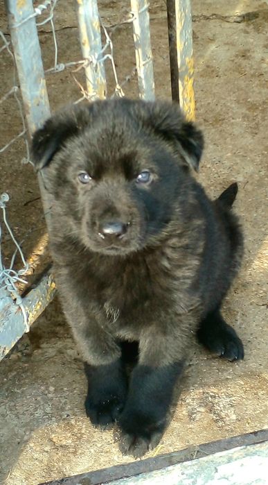 Цуцики Німецької вівчарки.