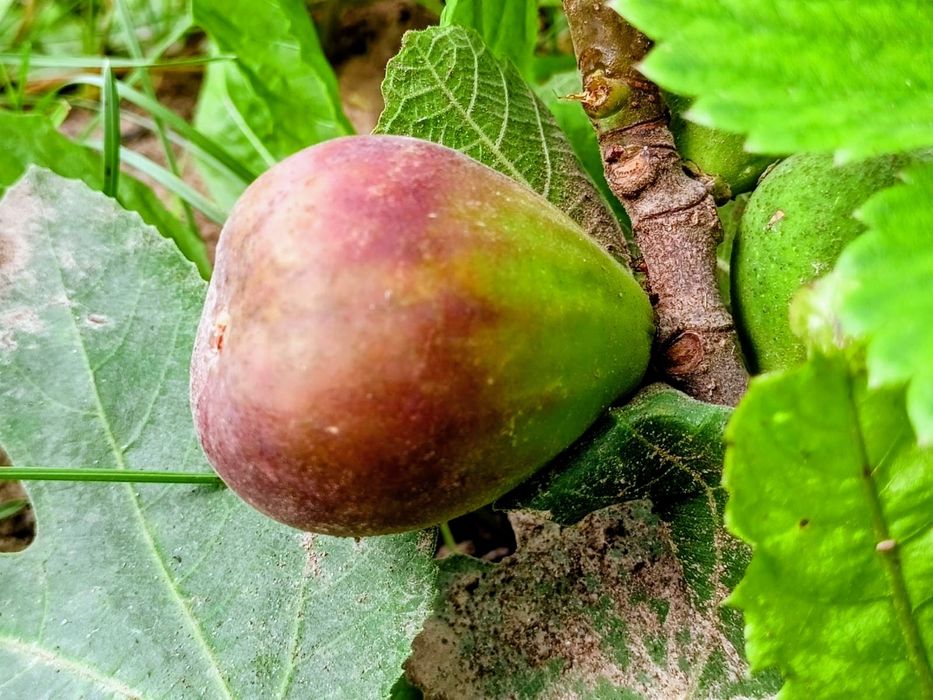 Інжир, живці, черенки, чубуки. Брунсвік, Конадрія та інші сорти