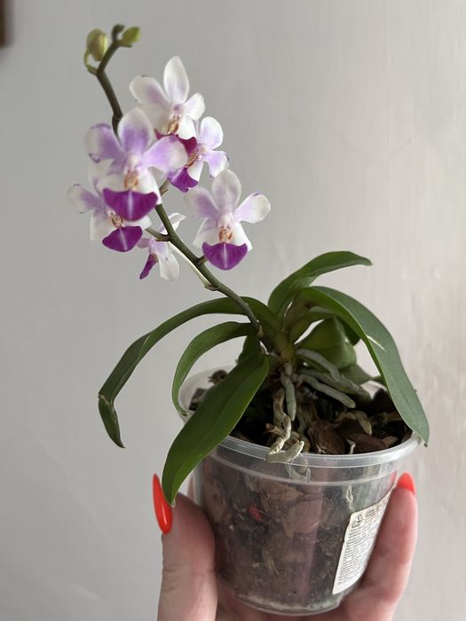 Дітки фаленопсисів, пеньок, орхідея.