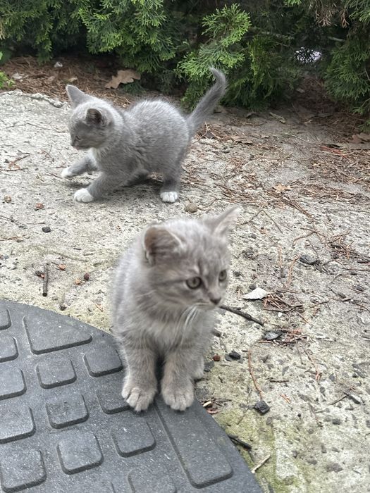 Відам котенятка котики маленькі