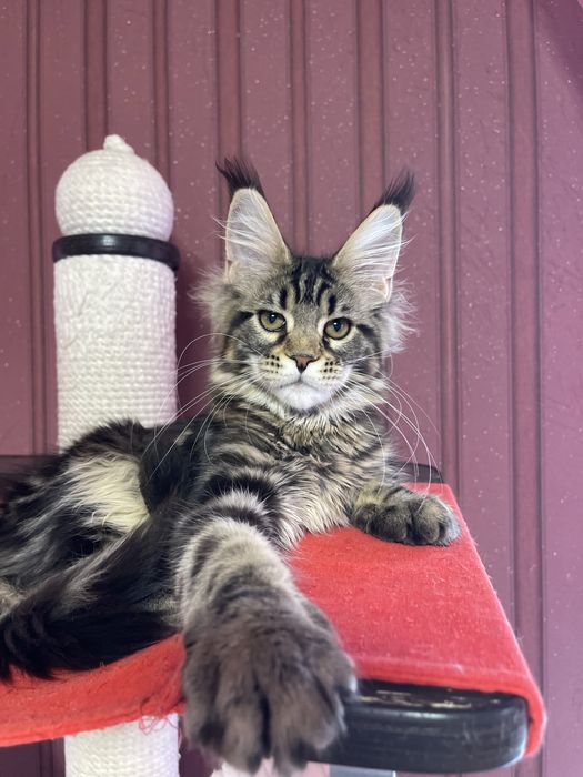 Девочка Мейн-Кун ST*Olympus Pride W*Colibri