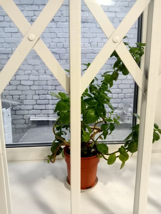 Комнатные растения, ,цена договорная