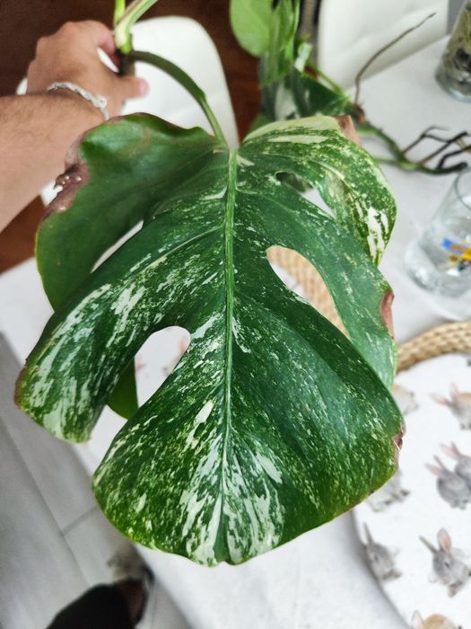 Muda Monstera Variegata