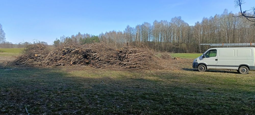 Oddam gałęzie większość osika