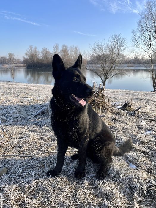 Німецький вівчарка шукає подружку для в’язки