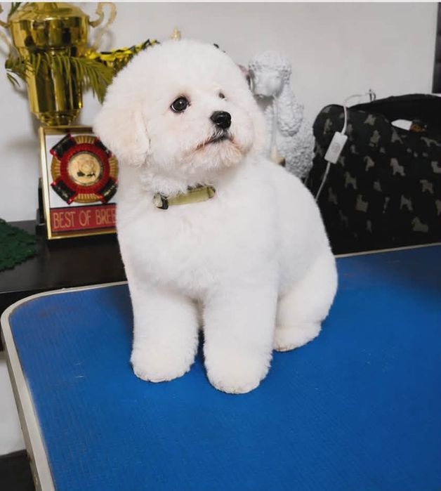 Bichon frise FCI ZKwP