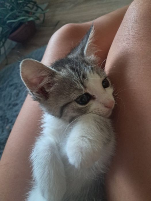 Маленькі котики, кошенята шукають дім