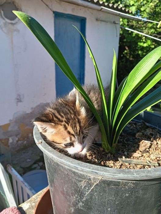 Gatinho bebé tigrado muito meigo para adoção responsável