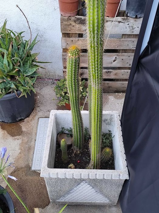 Cactos com vasos de entrada,ou jardim. Cactos saudáveis com mais de 1 metro cada