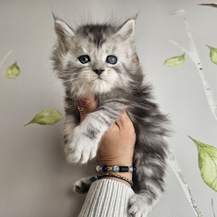 Kocurek  Maine coon rodowód fpl FIFe