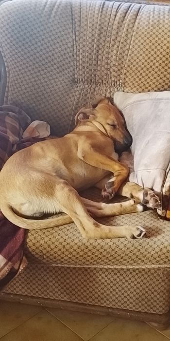 Cãozinho pra adoção