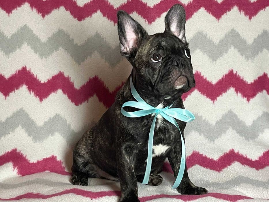 Sprzedam Buldog francuski Piesek