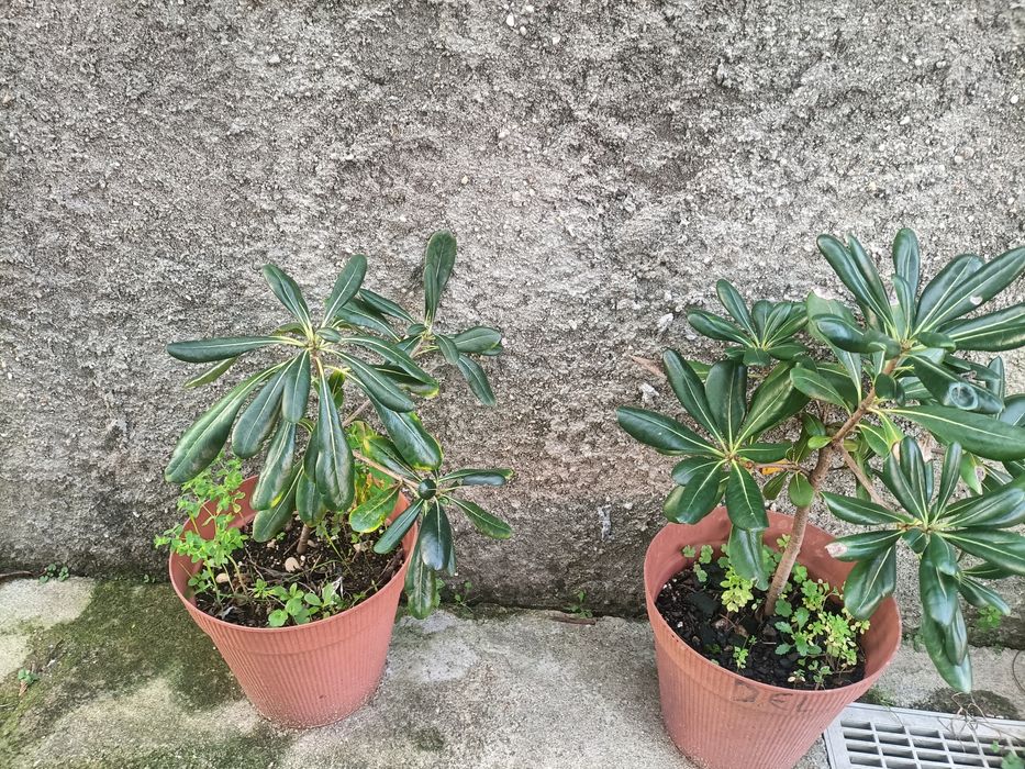 Árvore de jardim Pittosporum Tobira