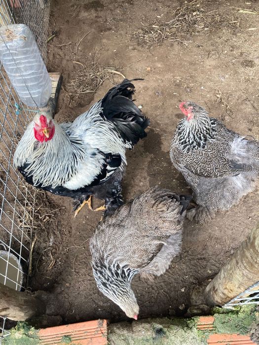 Ovos Férteis para Incubação de várias raças puras