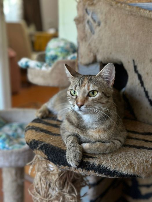 Кішечка Тіна прилаштовується у хороші руки