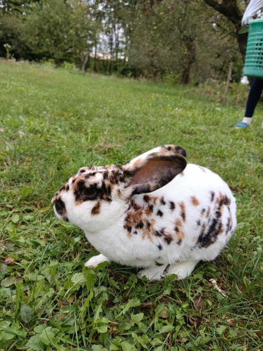 Króliki, rex trójbarwny