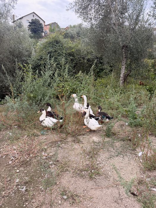 Patos femea e macho