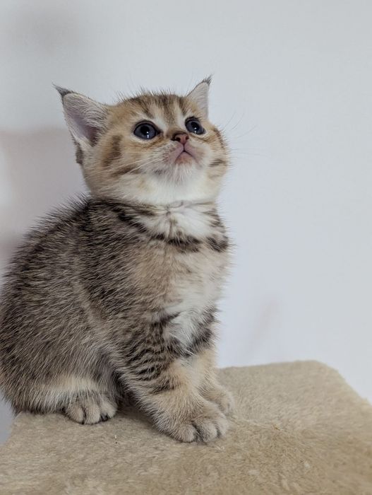 Szkocka kotka dziewczyna