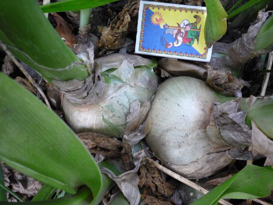 Цибуля індійська.Лук Индийский