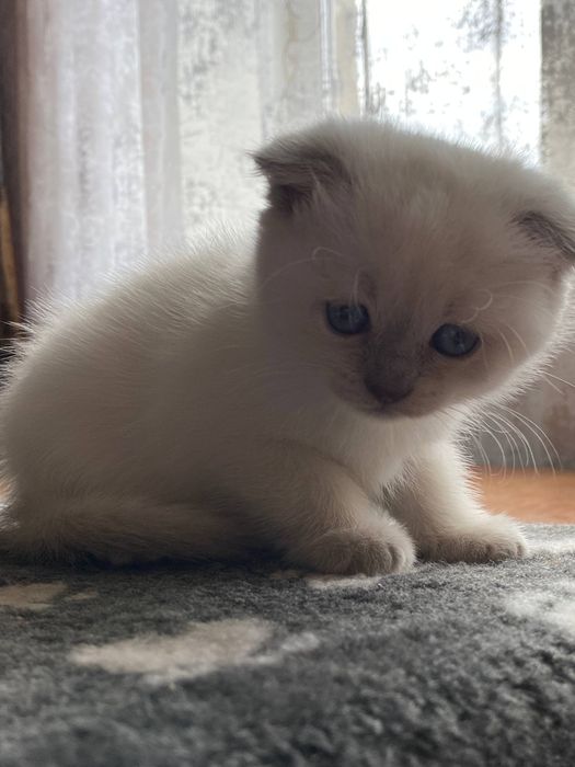 Шотланские котята