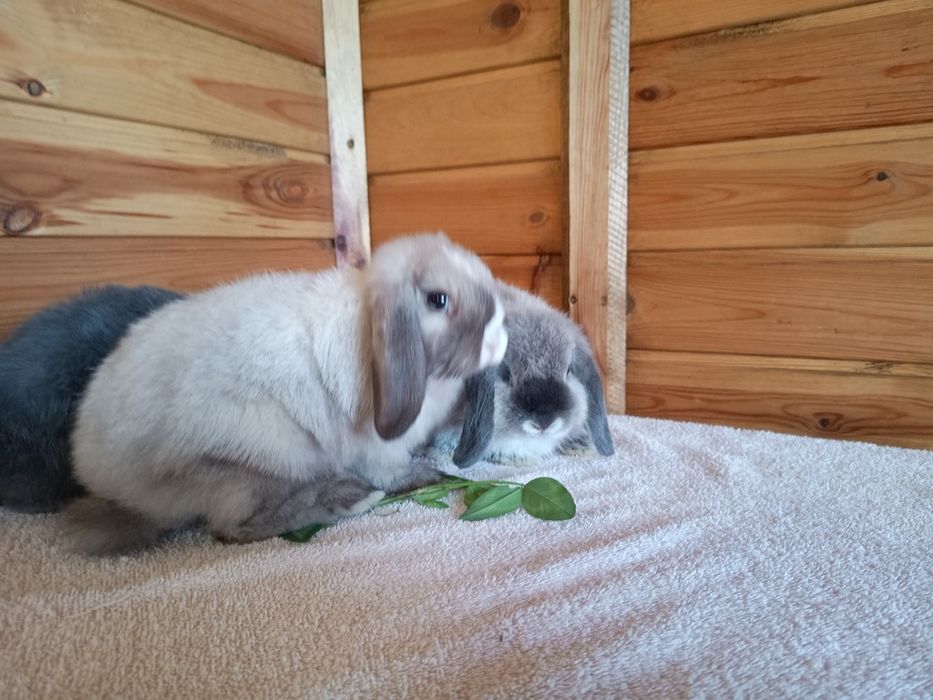 Króliki miniaturki mini loop mini lop