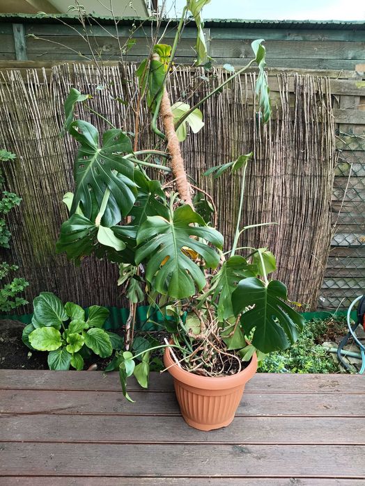 Roślina doniczkowa Monstera