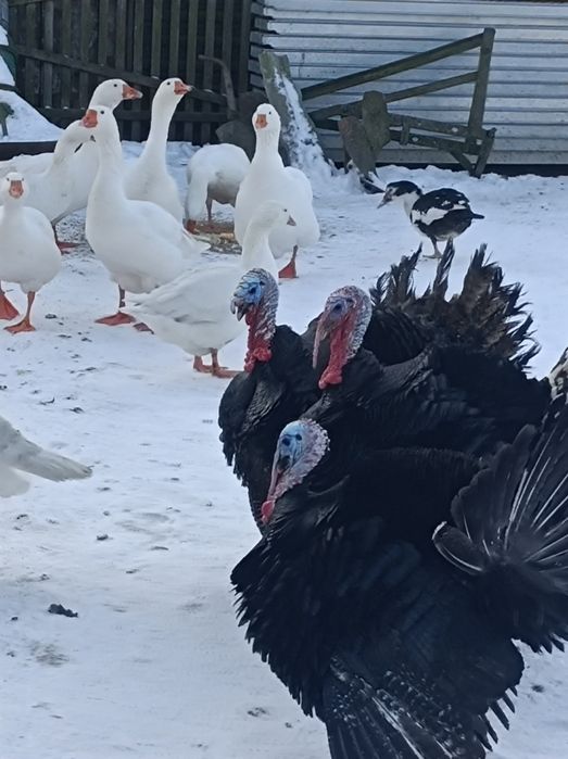 Kaczki francuskie, gęsi kałudzkie