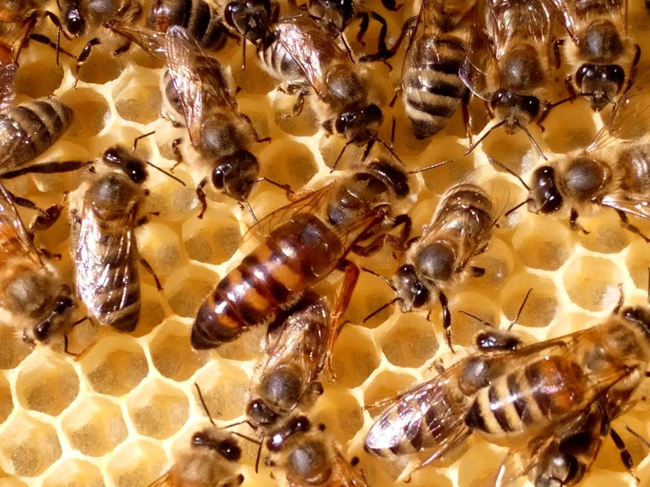 Silne, łagodne odkłady – serce mojej pasieki