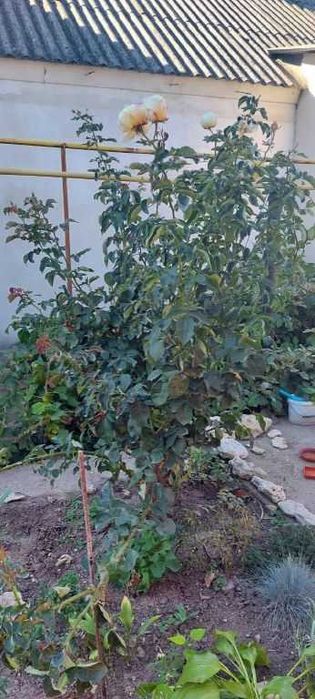 Продам дом у моря, в Фонтанке.