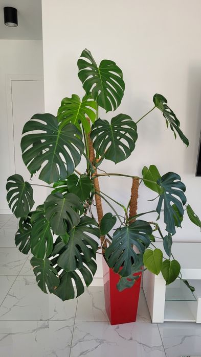 Monstera Deliciosa