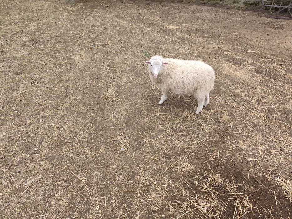 Jagnięta wrzosówki/ matki wrzosówki