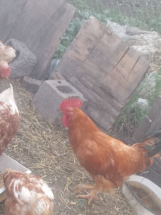 Продажа домашних петухов
