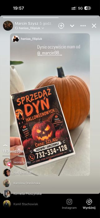 dynie hallowenowe