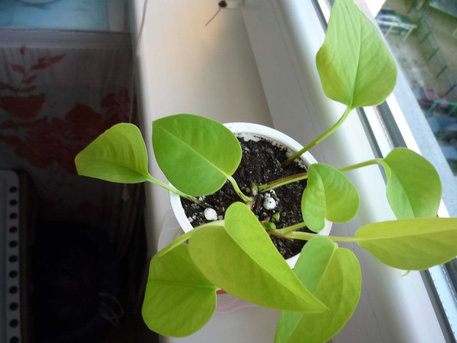 Епіпремнум хепі ліф та сциндапсуси