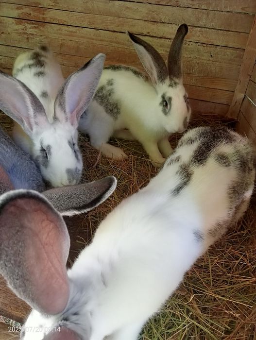 Кролі  і мододняк