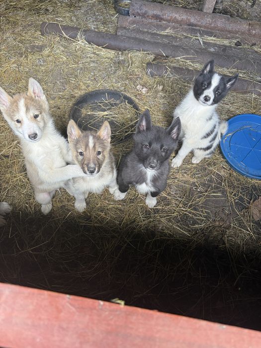 Продам цуценята Лайки