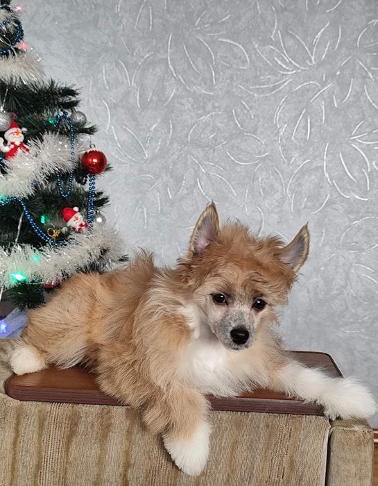 Цуценя китайської хохлатої