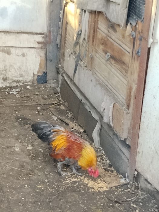 Бентамки (корольки кури)